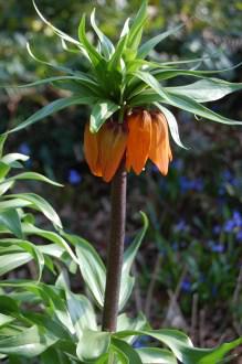 Fritillaria imperialis Flower (11/03/2012, Kew, London)