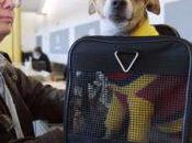 United Airlines Adopts Canine Profiling Policy Continental