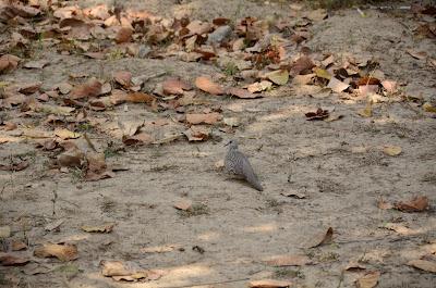 The Myth of the Tiger (Corbett National Park)