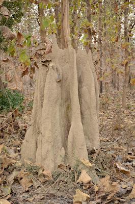 The Myth of the Tiger (Corbett National Park)