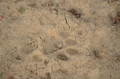 The Myth of the Tiger (Corbett National Park)