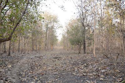 The Myth of the Tiger (Corbett National Park)