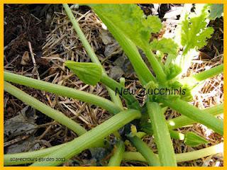 Split Pumpkins Won't Keep