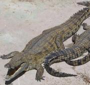 Crocodile