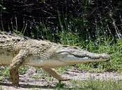 Featured Animal: Crocodile