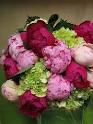 Peonies