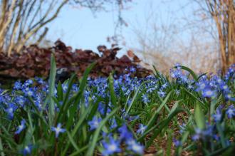 Chionodoxa forbesii (11/03/2012, Kew, London)