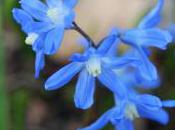 Plant Week: Chionodoxa Forbesii