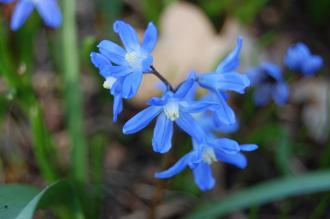 Chionodoxa forbesii Flower (11/03/2012, Kew, London)