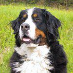 Bernese Mountain-Dog