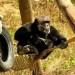chimpanzee girona spain