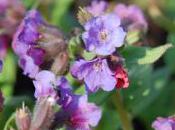 Plant Week: Pulmonaria Angustifolia ‘Blue Ensign’