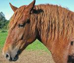 Suffolk Punch