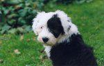 Old English Sheepdog