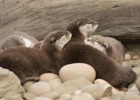 Scoped out: The Daily Otter, for all your otterly needs that occur daily