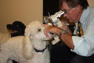 Dogs visit veterinary opthalmologist: image via TBO.com