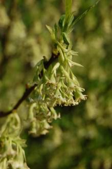 Oemleria cerasiformis After flowering (11/03/2012, Kew, London)