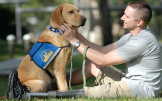 Jeffrey Adams, first OEF/OIF vet to get a CCI service dog, with Sharif, his CCI dog: image via allbrittain.com