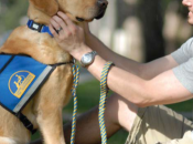 Marine Base Prisoners Train Service Dogs Wounded Combat Veterans