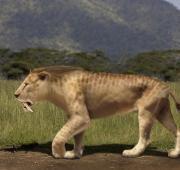 Sabre-Toothed Tiger