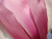 Plant Week: Magnolia Sprengeri ‘Diva’