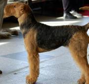 Airedale Terrier 