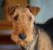 Airedale Terrier 