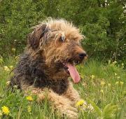 Airedale Terrier 