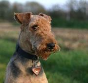 Airedale Terrier 