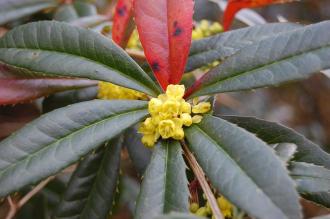 Berberis julianae flower (11/03/2012, Kew, London)