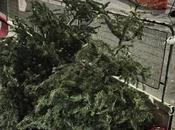 Hello 2017! Goodbye Christmas Trees! Soon?!)