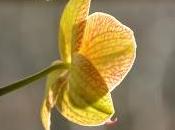 Orchids Hellebores