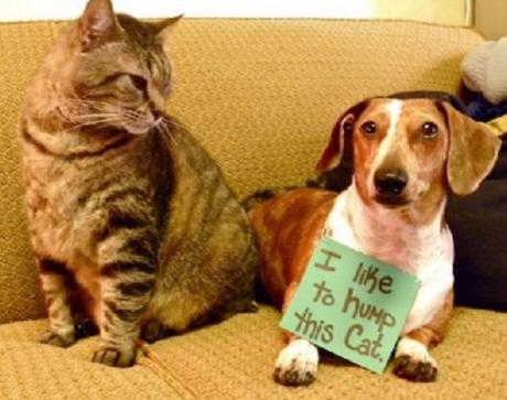 Dog Loves Cat