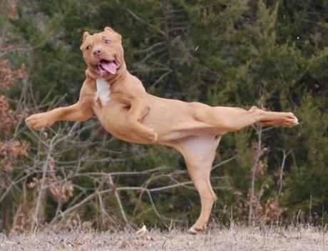 Top 10 Ways Your New Dog Will Embarrass You