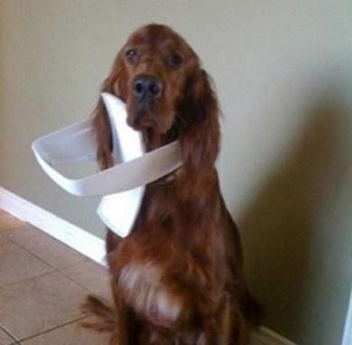 Dog Raiding the Bin