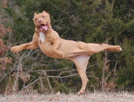 Dog Poses