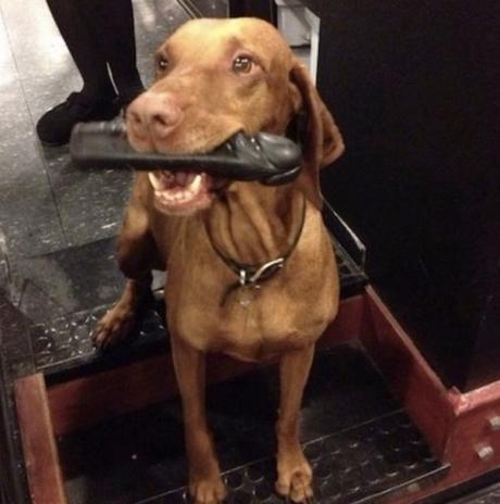Dog Chewing