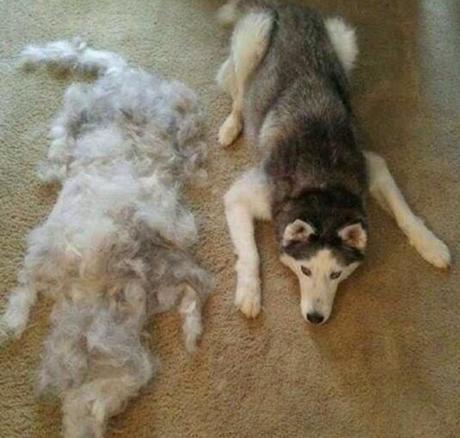 Moulting Dog