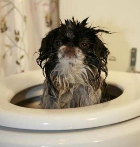 Dog in Toilet Bowl