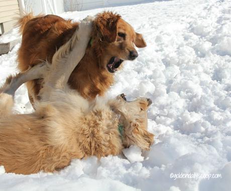 golden retriever dogs playing in the snow #wordlesswednesday