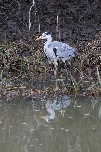 Grey Heron along the banks of the Ouse