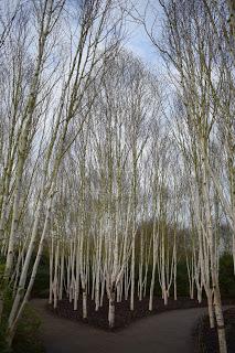Anglesey Abbey - a wintery walk