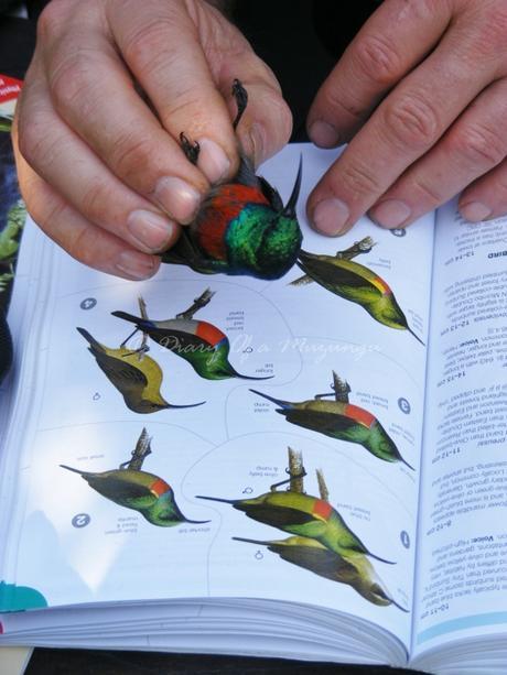 Identifying a Sunbird - not always easy, even with the bird guide!