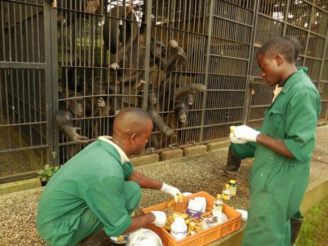 feeding time Ngamba Island chimpanzee sanctuary Uganda