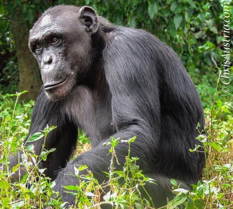 Ndayakira Ngamba Island Uganda chimp www.chrisaustria.com
