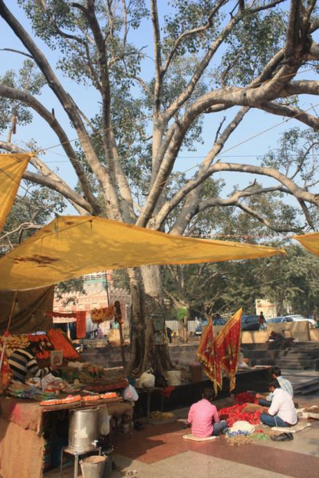 DAILY PHOTO: Tree Scene at Pracheen Hanuman Mandir