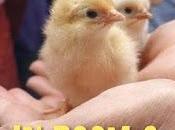 Booklist Review HATCHING CHICKS ROOM