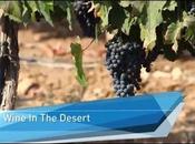 Wine-Oasis Israeli Negev Desert (video)