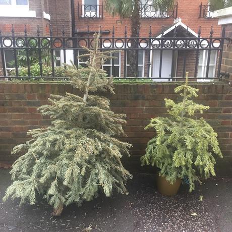 In & Around #London… There Go The Christmas Trees