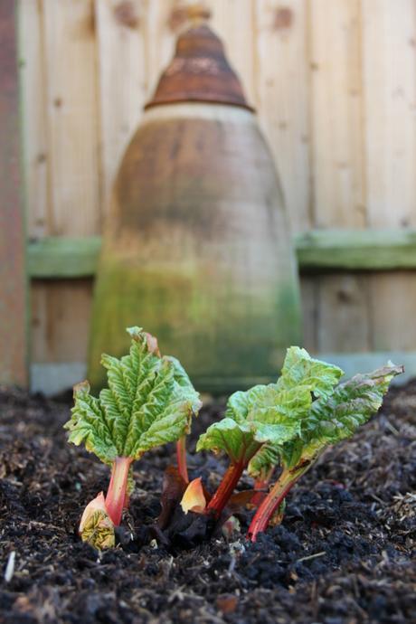 How to Force Rhubarb